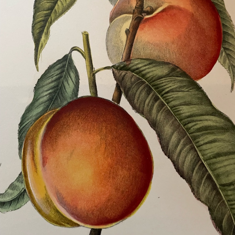 Hand Colored Botanical - Picture 3 of 9